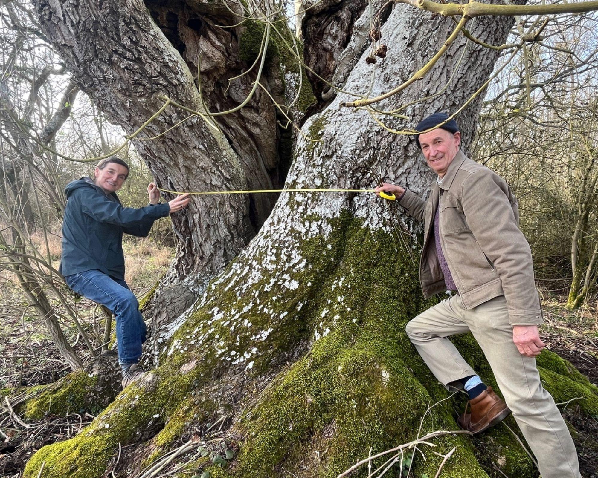 Join Rockingham Forest Vision group with their ancient tree hunt