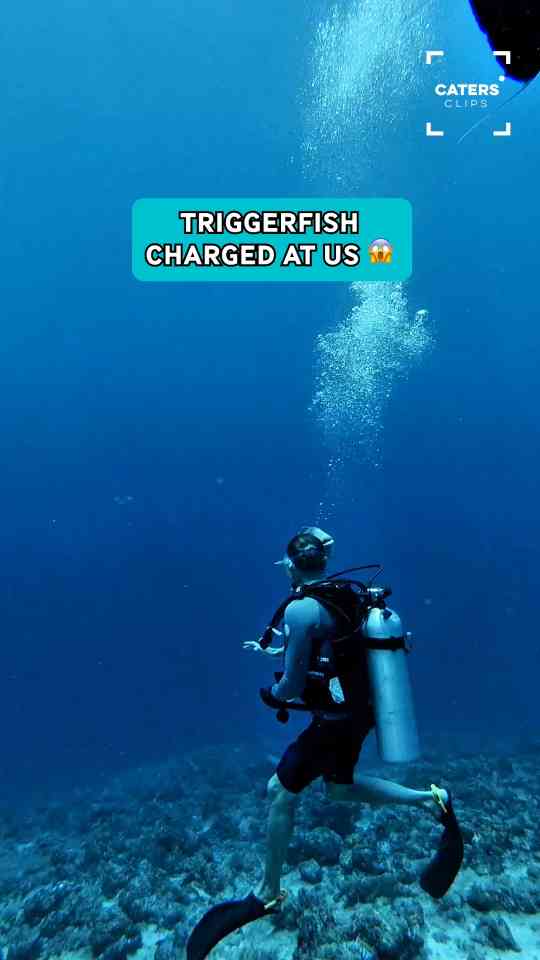 Diver chased by aggressive triggerfish