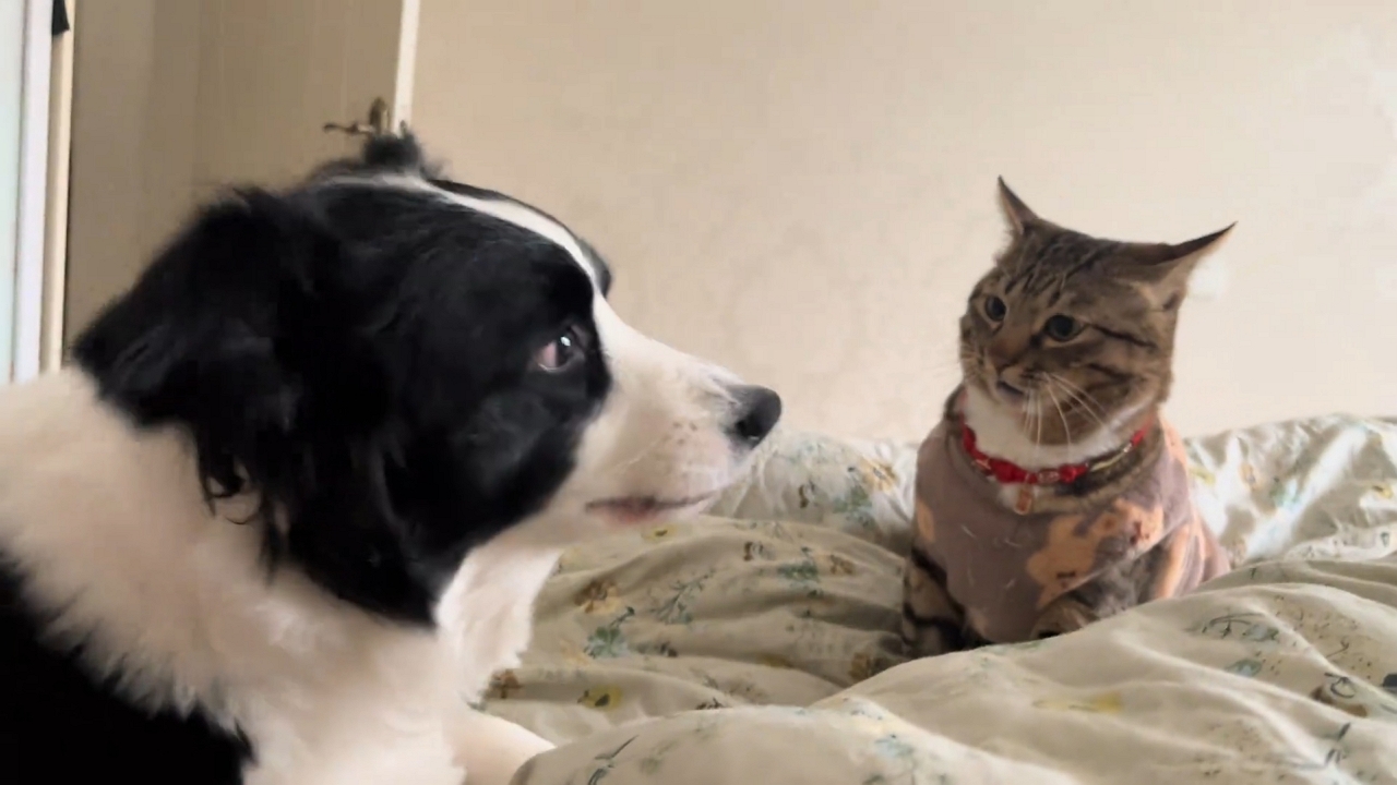 Border collie and tabby cat break into playful scuffle on bed in Anhui ...