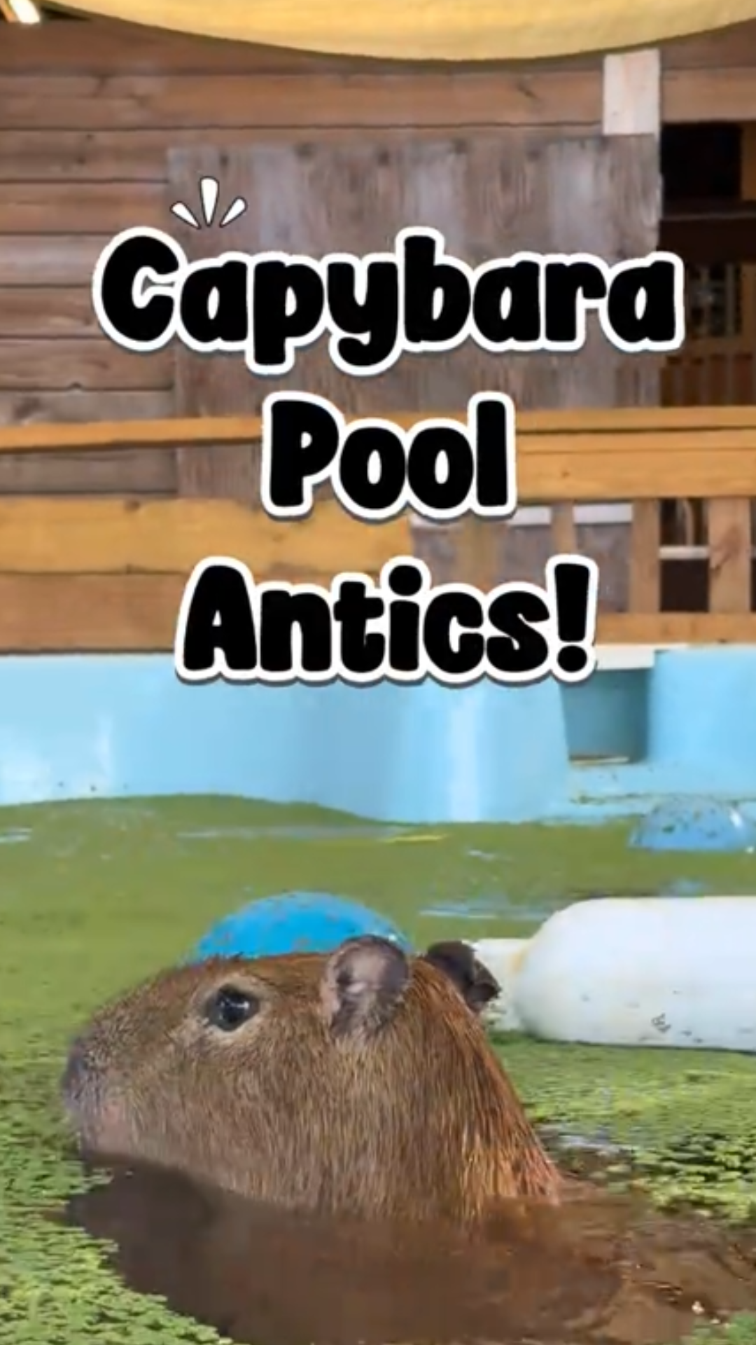 Why this capybara in the pool is so easy to recognize