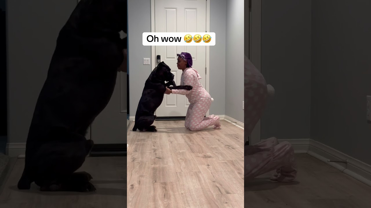 Attempting the viral challenge to hug a large dog