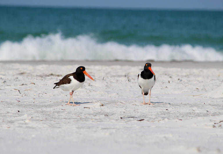 A guide to Tampa Bay's nesting beach birds