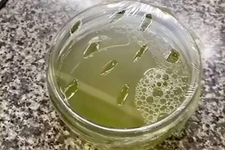 What To Pour Down Drain To Kill Fruit Flies - Instagram - Drinking Vinegar To Kill Fruit Flies