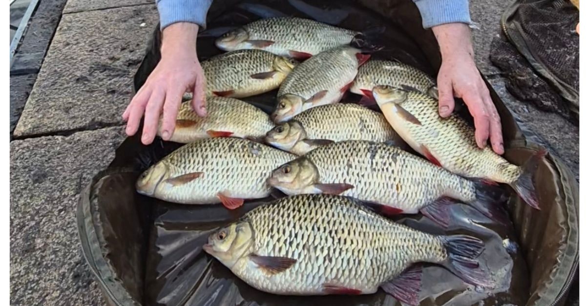 Spectacular 65lb rudd haul caught during canal session