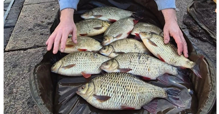 Spectacular 65lb rudd haul caught during canal session