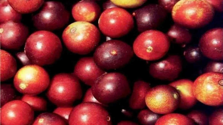 Fresh finds: 10 globally lesser-known fruits to eat this summer