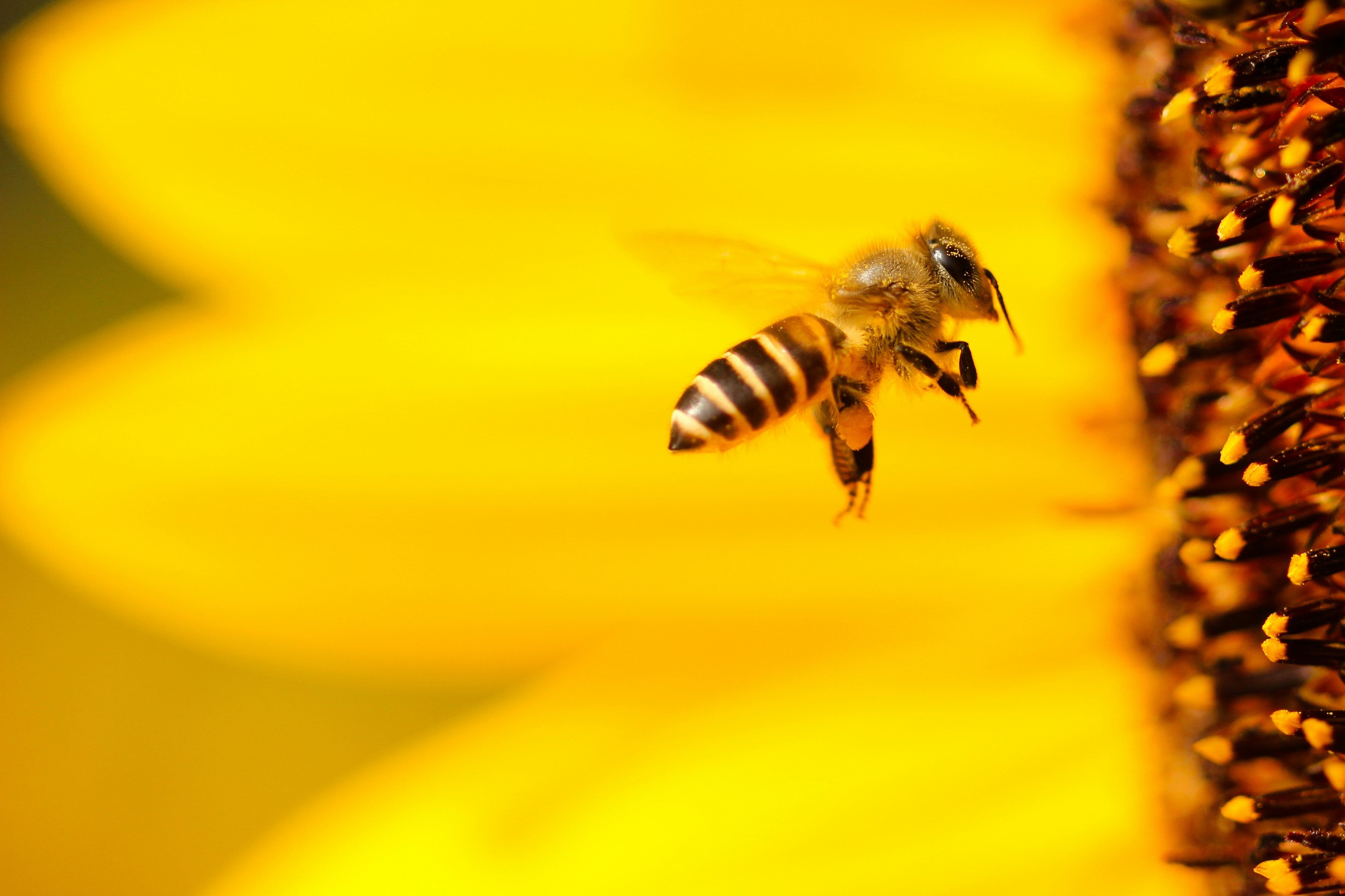 I tried the 'bee hum' method for better sleep