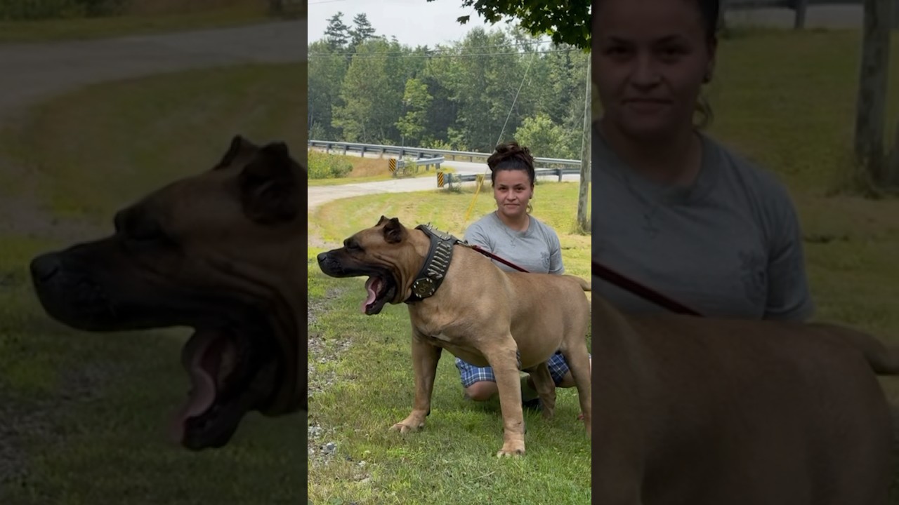 Incredible hero dog saves a life during a scary encounter