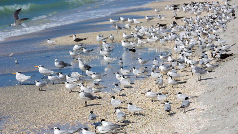A guide to Tampa Bay's nesting beach birds