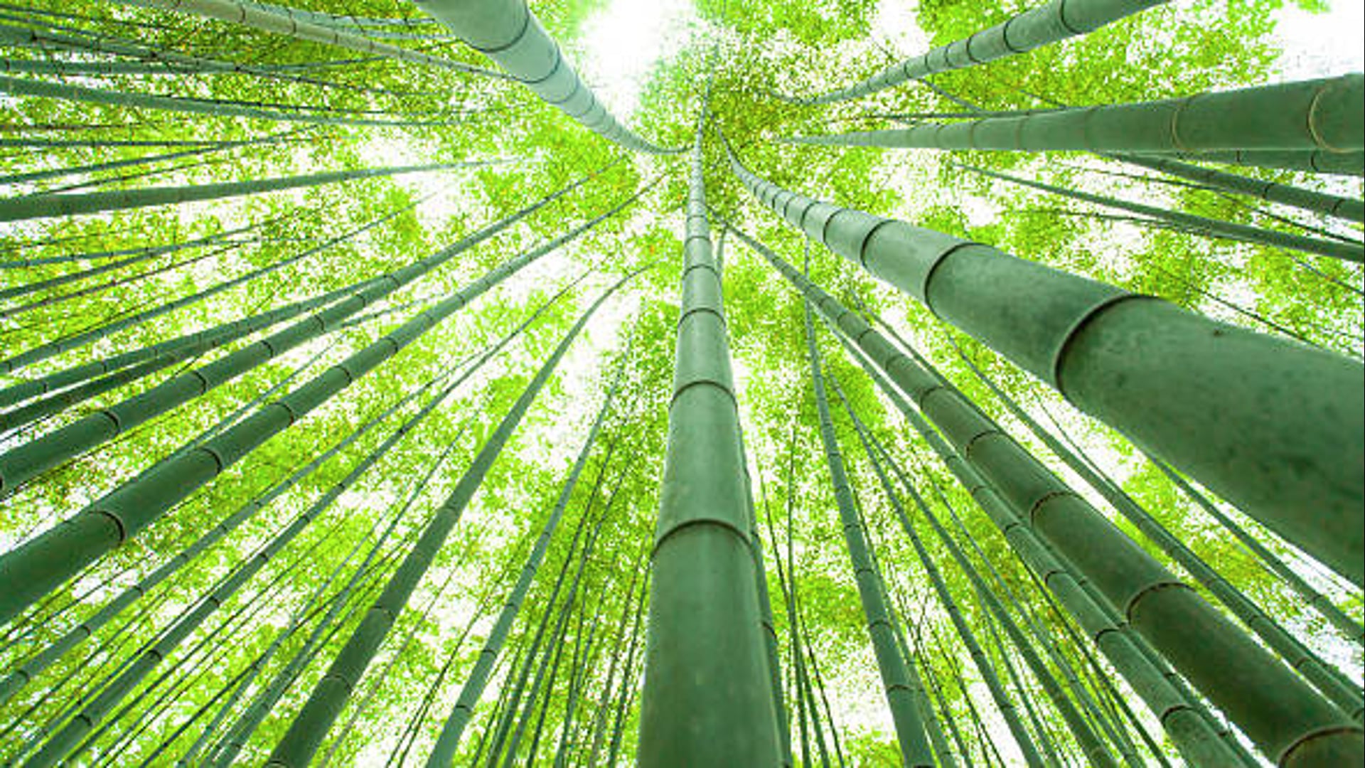 materiale-del-futuro-la-plastica-di-bamb-che-scompare-in-90-giorni