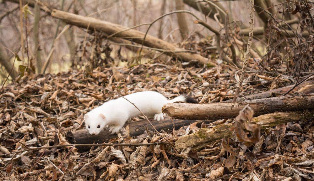 Tujuh hewan tangguh di tengah salju 6 AA1Z2eqa