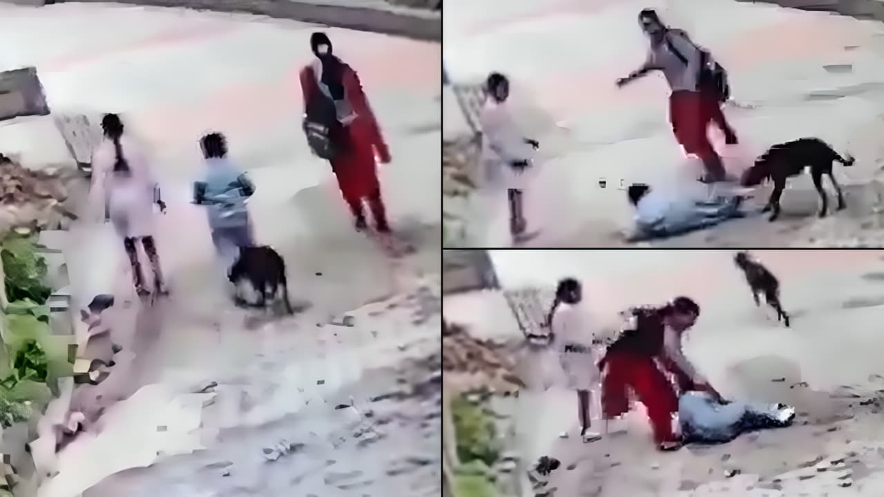 Stray dog attacks child in Himachal Pradesh, viral video sparks outrage