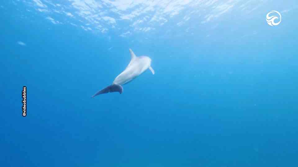 Dolphins play with a sea shell