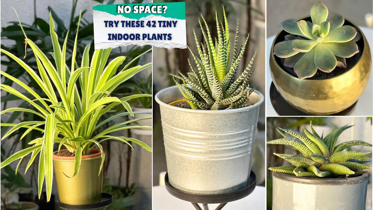 Charming mini houseplants perfect for small indoor spaces