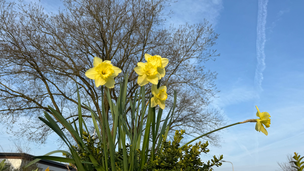 Vandaag begint de astronomische lente, maar waarom begint de lente ...