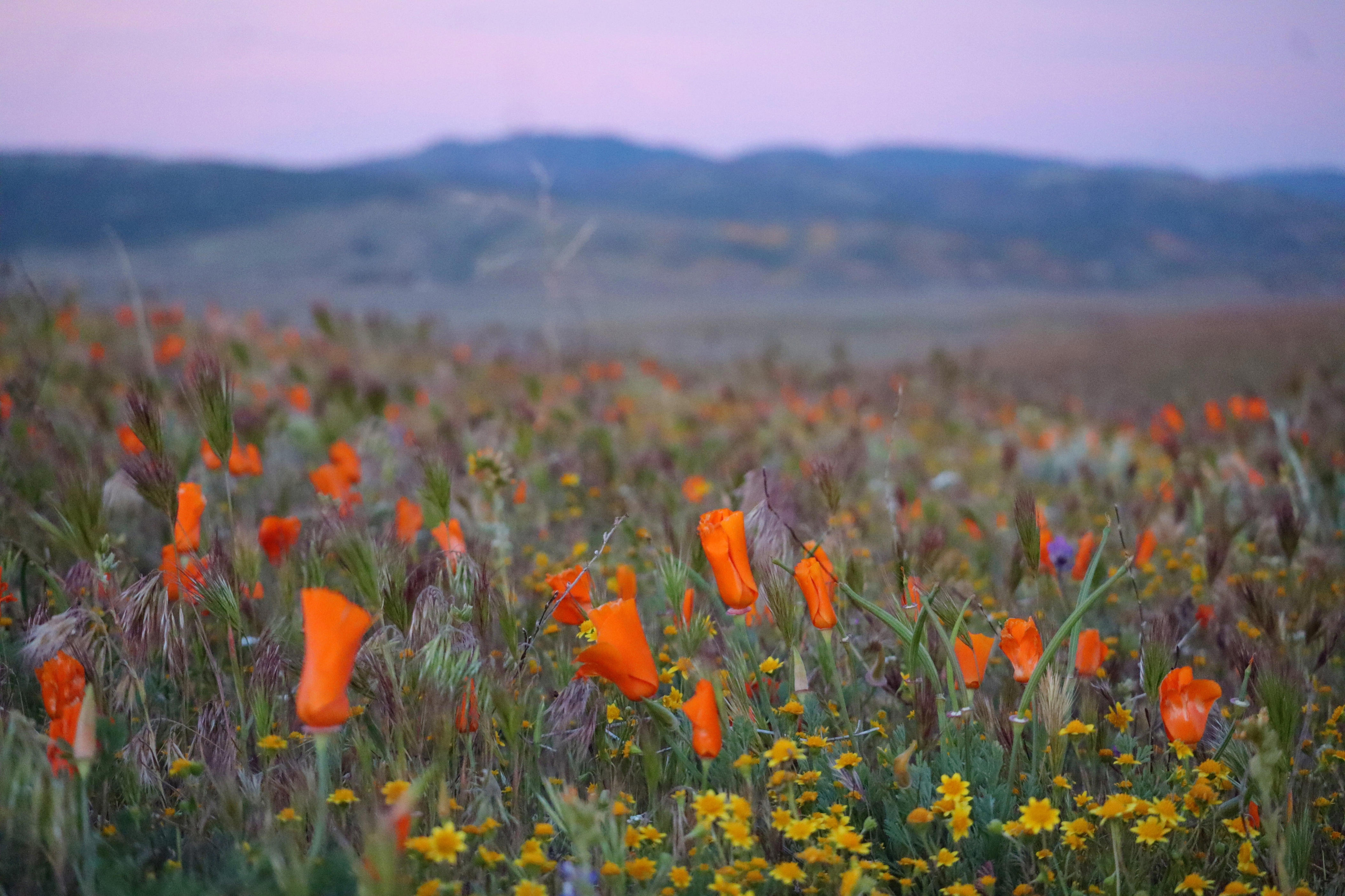 A local's guide to visiting the Antelope Valley Poppy Reserve