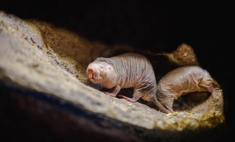 A wrinkled, buck-toothed rodent that lives past 40 just gave scientists ...