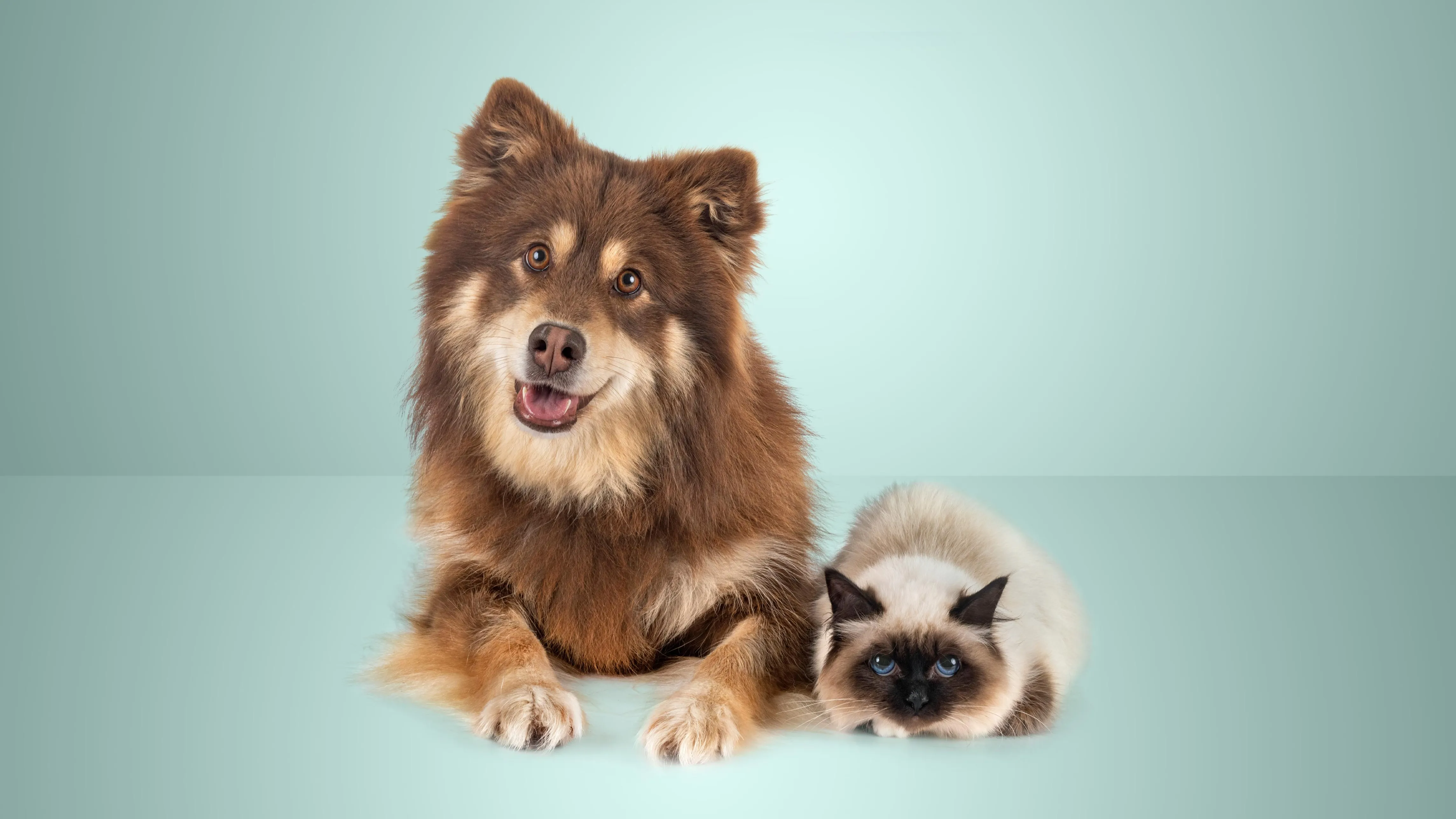 Costco pet insurance review: Rating, cost and coverage