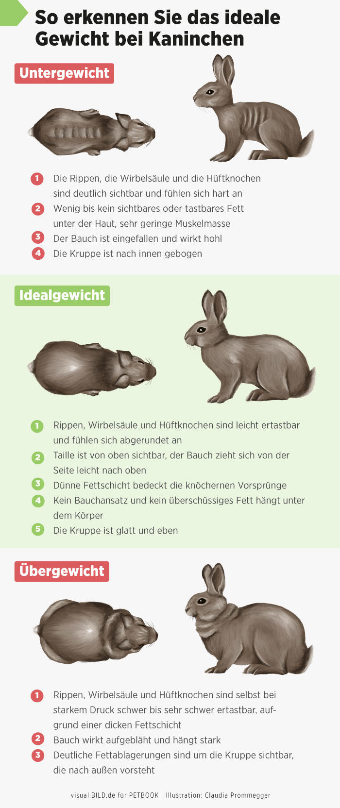 Is your rabbit overweight? Here’s how to tell