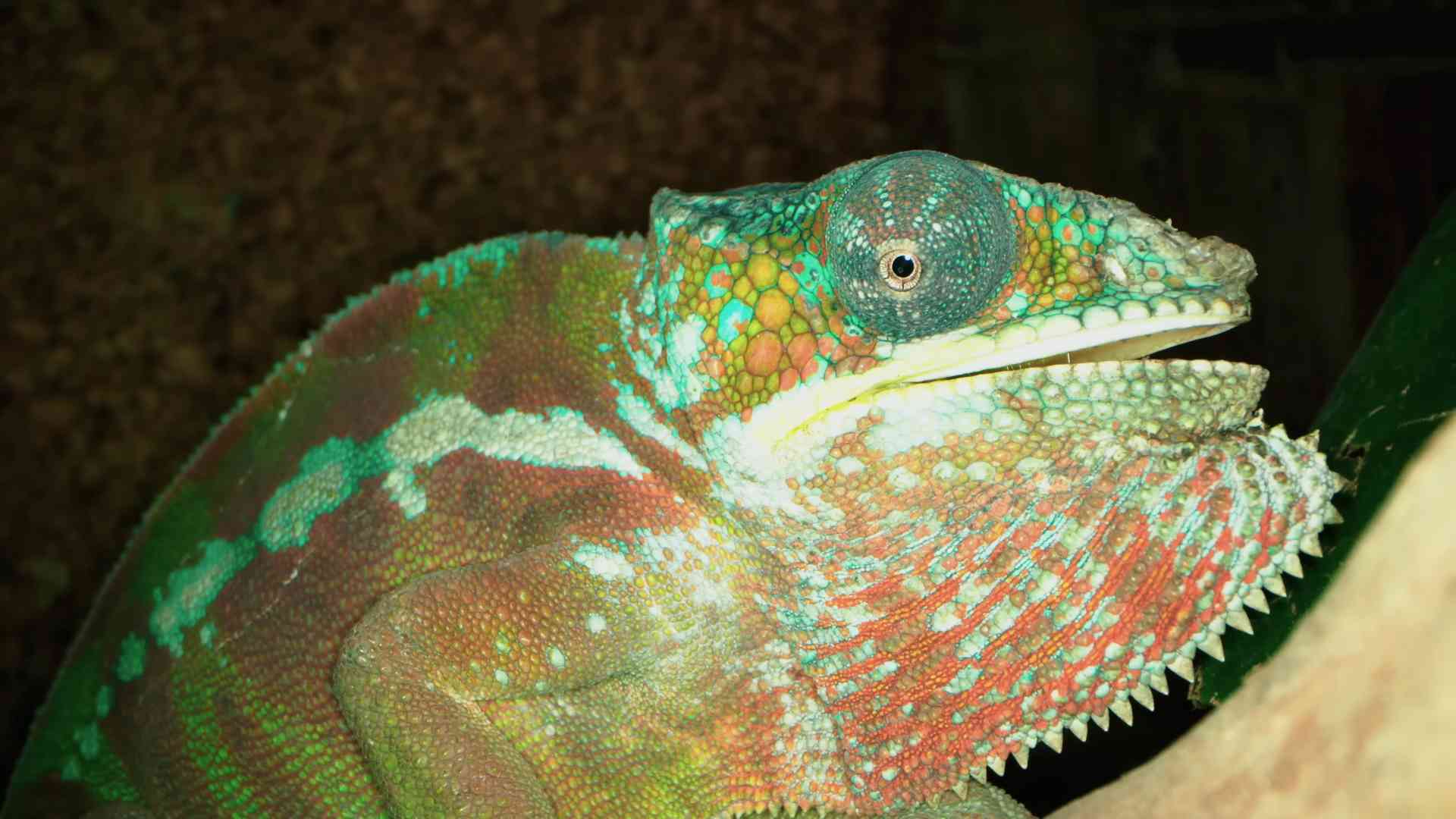 Watch what happens when the world’s largest lizard faces its prey