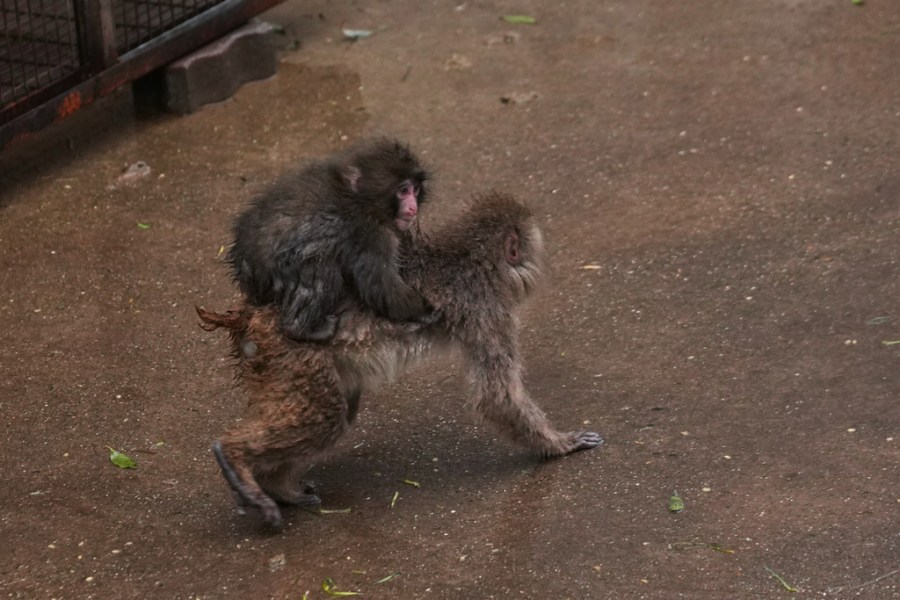 Opinion: Stop importing monkeys for lab experiments. It’s cruel. And it ...