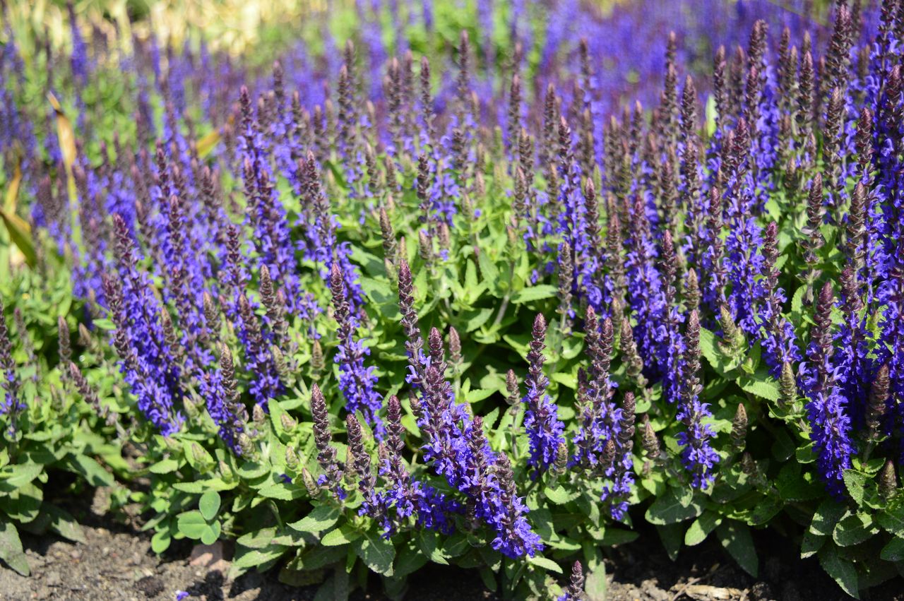 Salvia plant