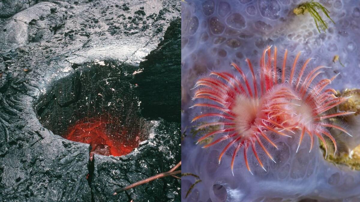 Creatures thriving in active volcanic environments