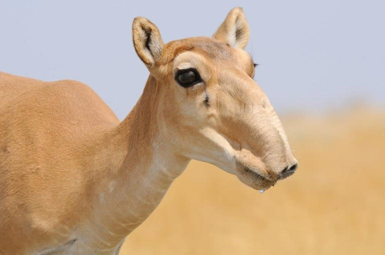 This ice age animal is still alive today thanks to its bizarre ...