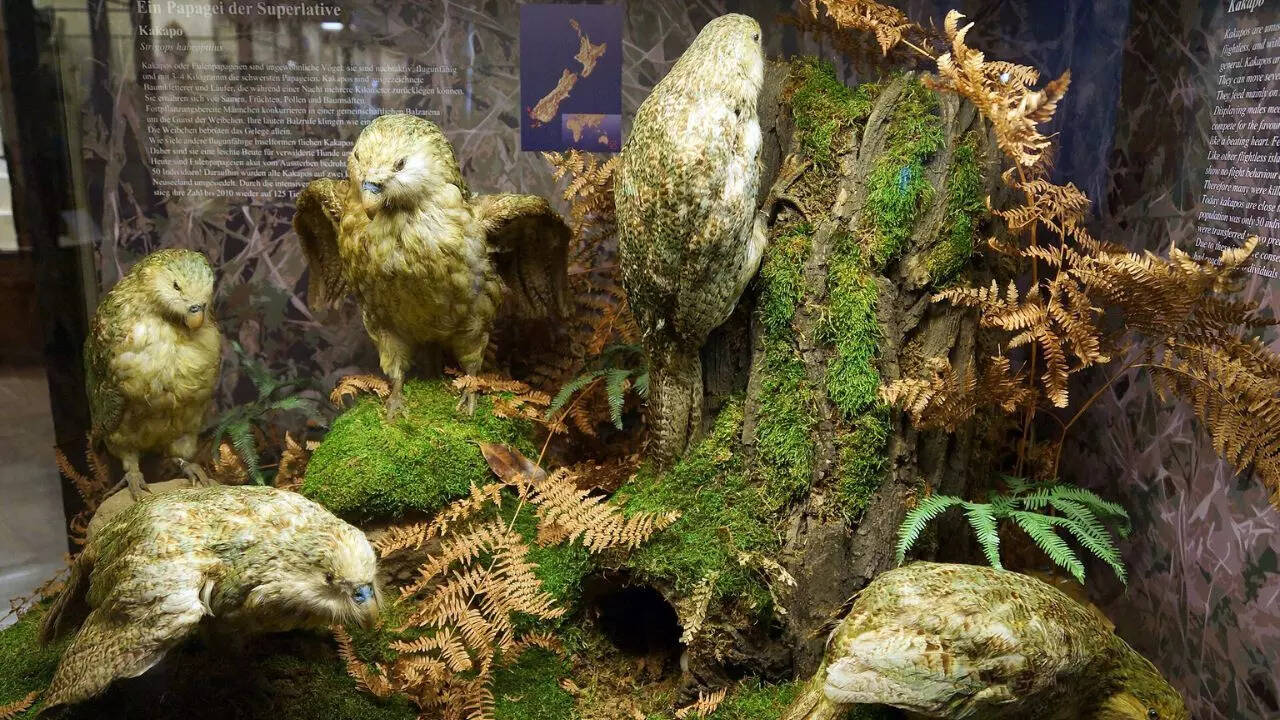 Kākāpō: How the world’s heaviest parrot lost its ability to fly and ...