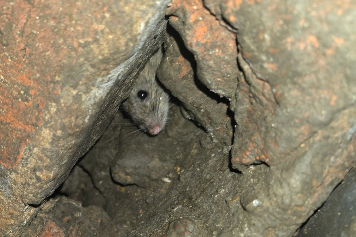 'The city is full of mice': Rodent invasion plagues Portsmouth ...
