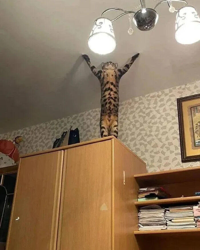 51 pics that could turn you into a cat person