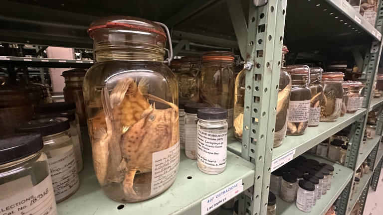 The world's largest fish collection just got a little bigger