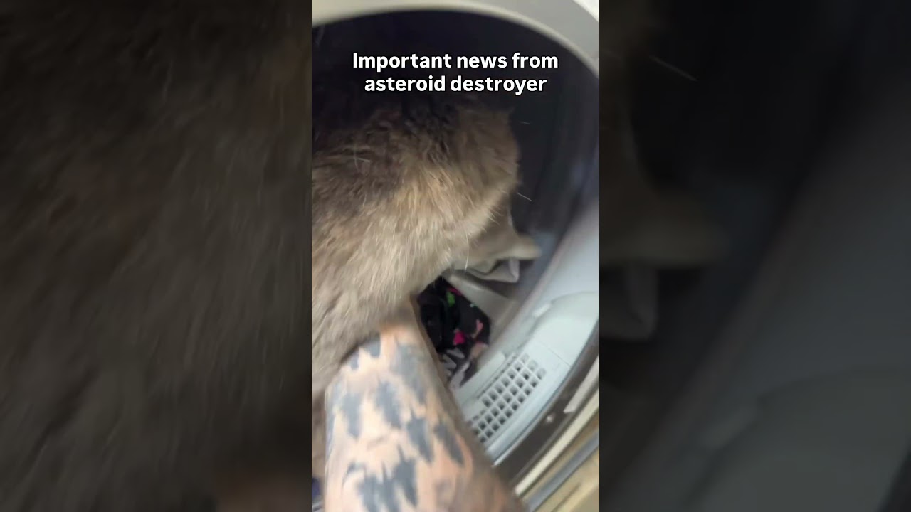 Sweet adorable cat sends a loving message from dryer