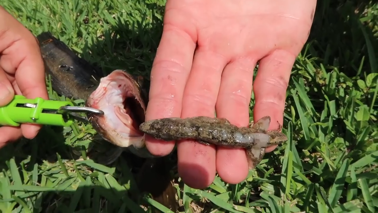 This fish saw a frog… and chose violence