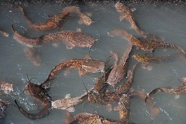 AA1Z3tXE Mengapa Tidak Semua Ikan Bersisik? Ini Jawabannya!