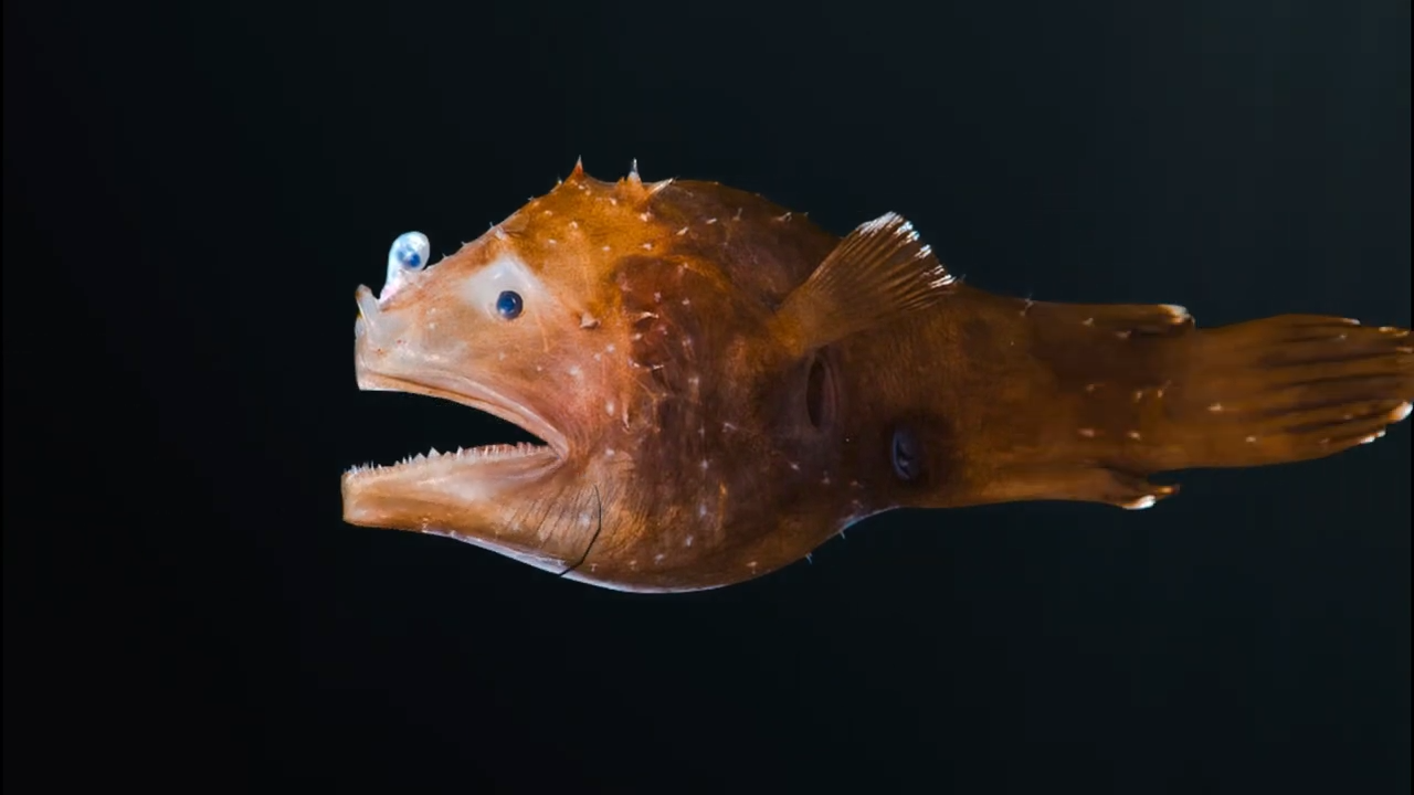 Watch what happens when a fish is smaller than a grain of rice