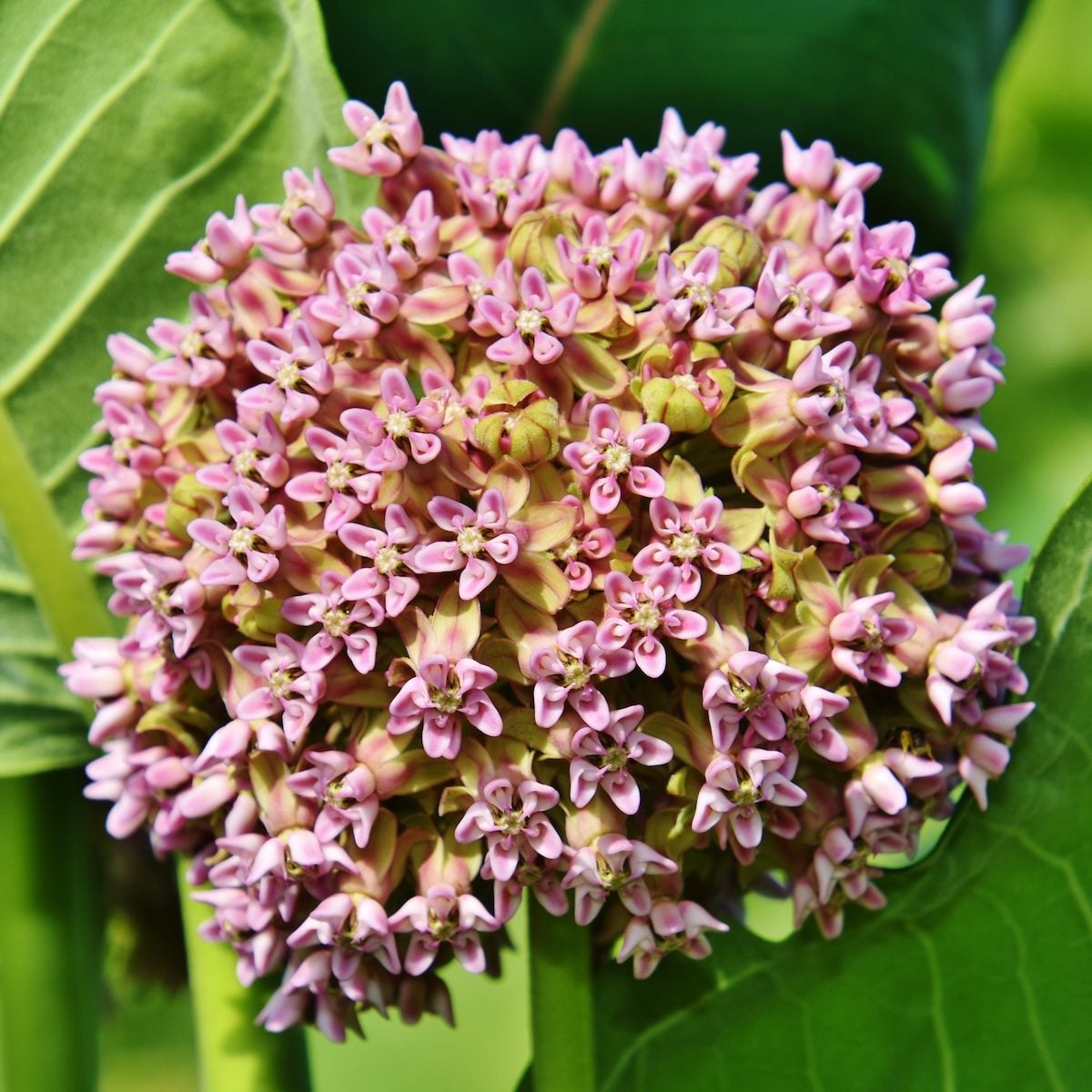 I love photographing nature and particularly, native plants and wildlife. My husband and I are fortunate enough to live in a rural area where we can use our property to help our pollinators by establishing areas of native plants and other beneficial plants. One of the plant species we have concentrated on are milkweeds, a host plant of the endangered Monarch butterfly. The submitted photo was taken a few years ago and is of the Common Milkweed in bloom. It is one of many we that thrive here on our place. I used a Nikon D7200 with a Tamron 18-400mm lens to take this photo.