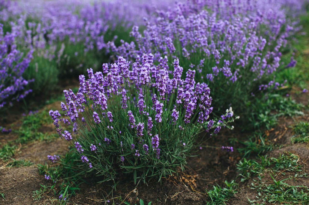 lavender bush