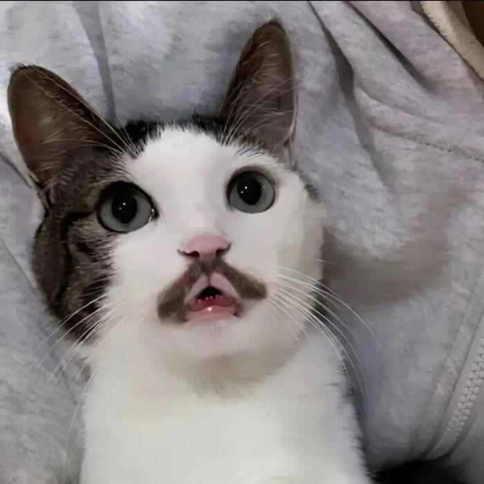 51 pics that could turn you into a cat person