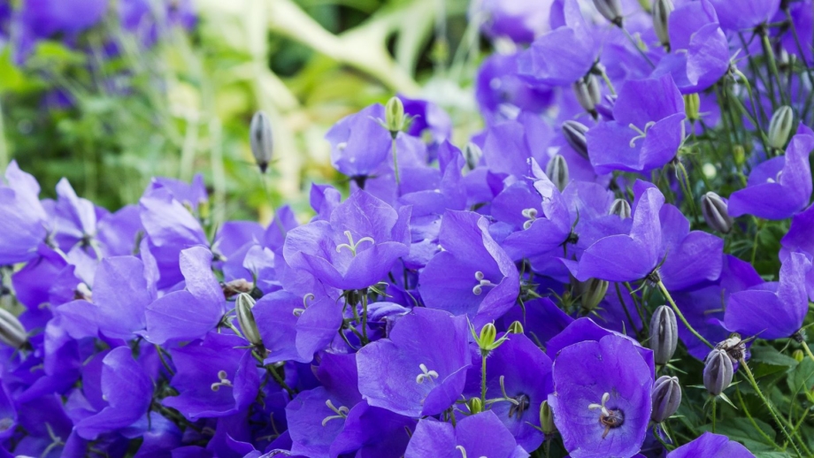 7 shade flowers that bloom all summer long