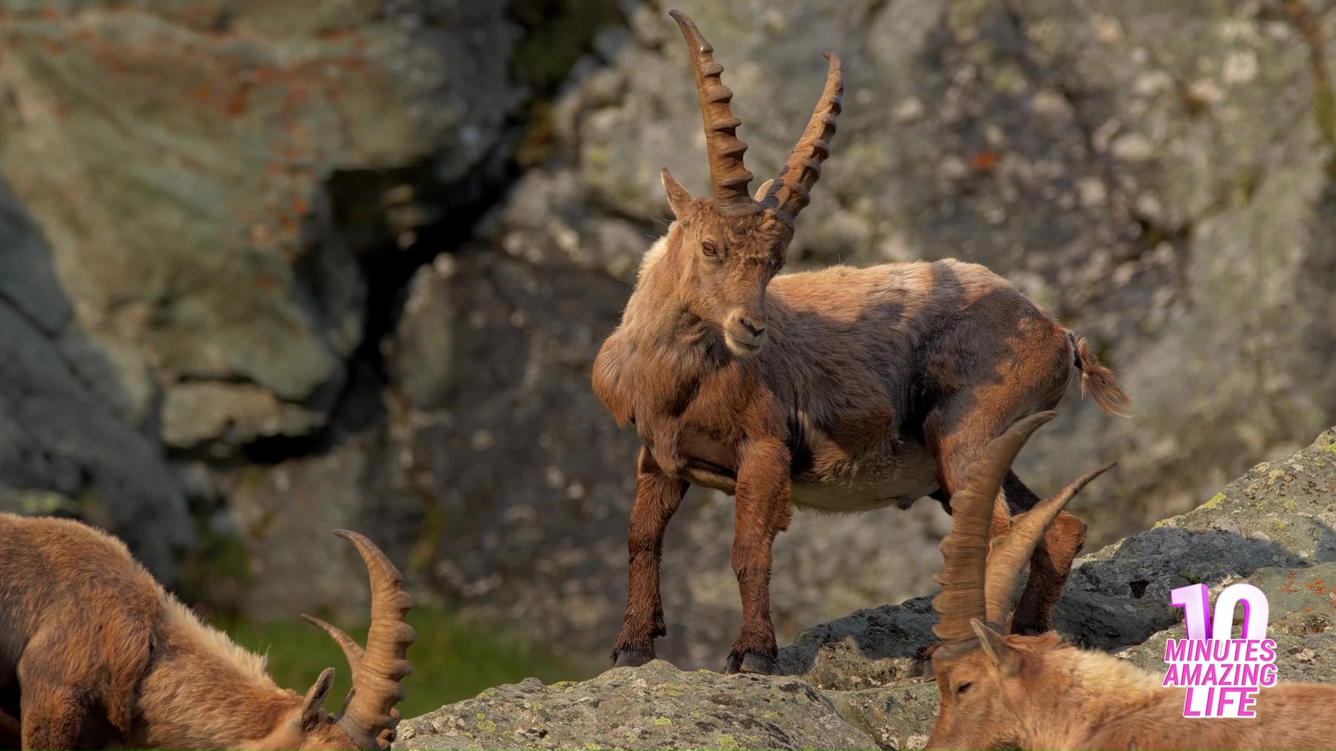 This mountain goat paused while scanning its surroundings