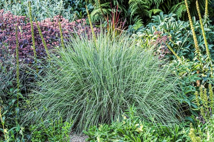 Blue Prairie Grass (schizachyrium Scoparium ‘prairie Blues’)