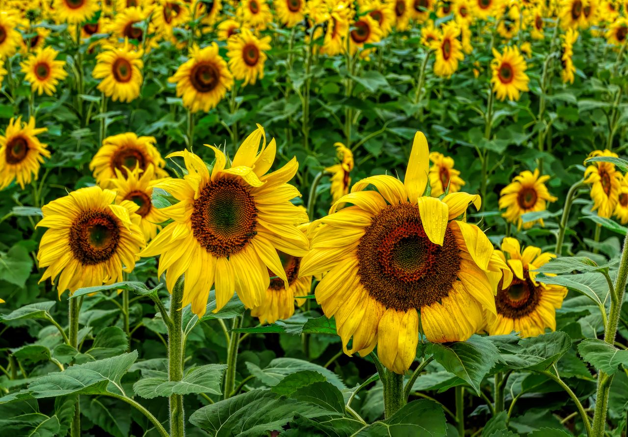 sunflowers