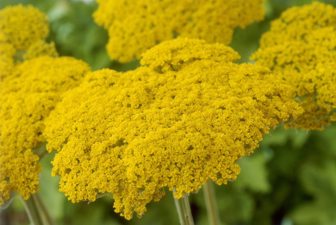 Yarrow