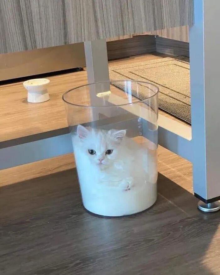 51 pics that could turn you into a cat person