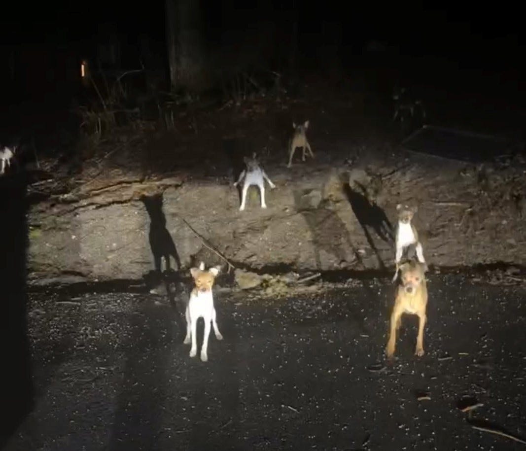 Three arrested after dogs found dead, abandoned in Sussex County
