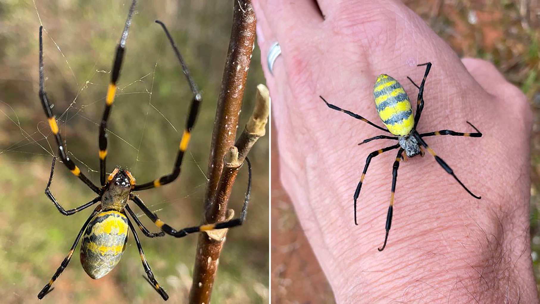 Huge venomous 'flying' spiders are beginning to swarm the US