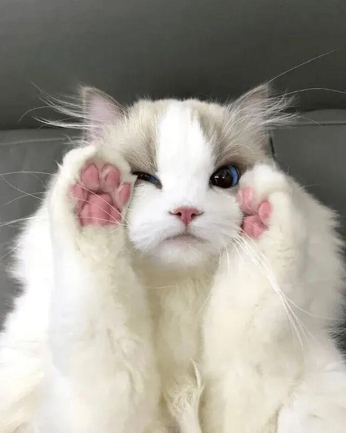 51 pics that could turn you into a cat person