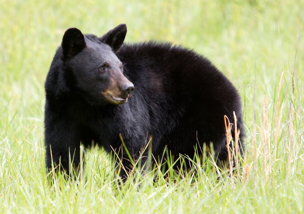 A black bear standing in a grassy field looking to the side