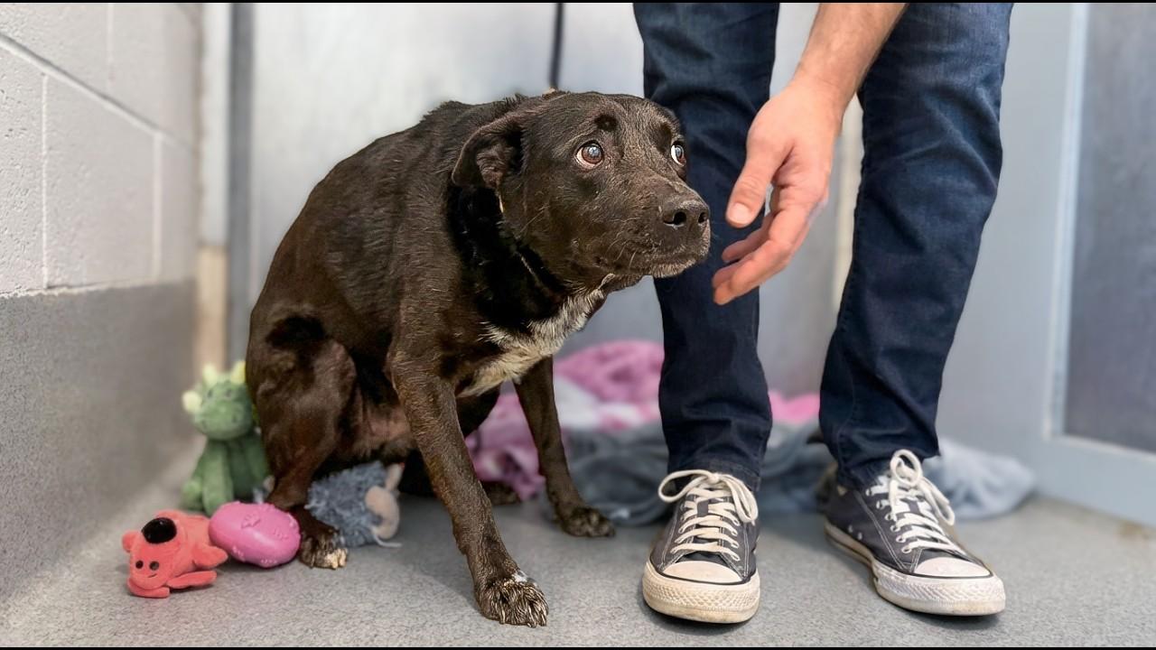 This shelter dog was frozen in fear... watch what happens when she finally moves<br><br>